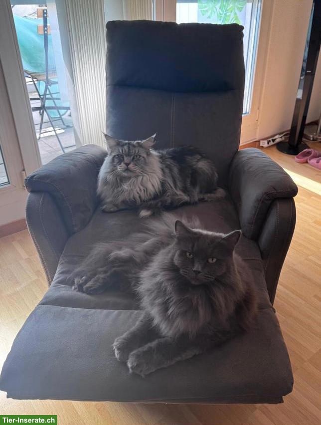 Bild 3: Maine Coon Katzen: Kater & Kätzin zusammen abzugeben
