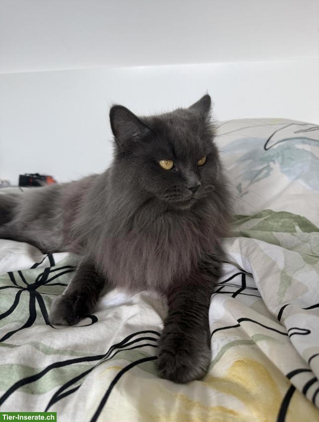 Bild 4: Maine Coon Katzen: Kater & Kätzin zusammen abzugeben