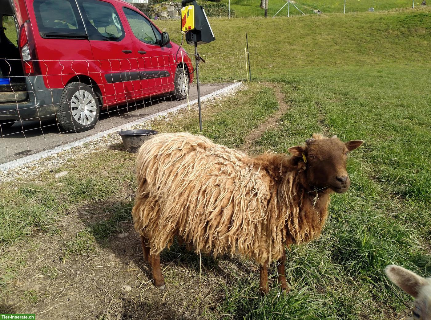 Braune Skuddenaue zu verkaufen