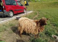 Braune Skuddenaue zu verkaufen