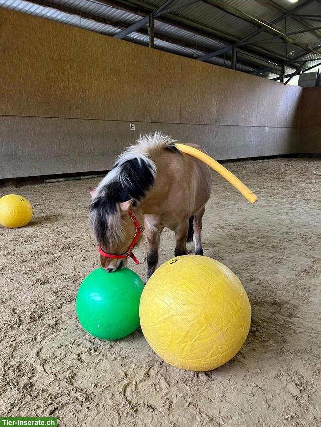 Bild 2: Fjordpferd-Wallach zu verkaufen oder ans Futter