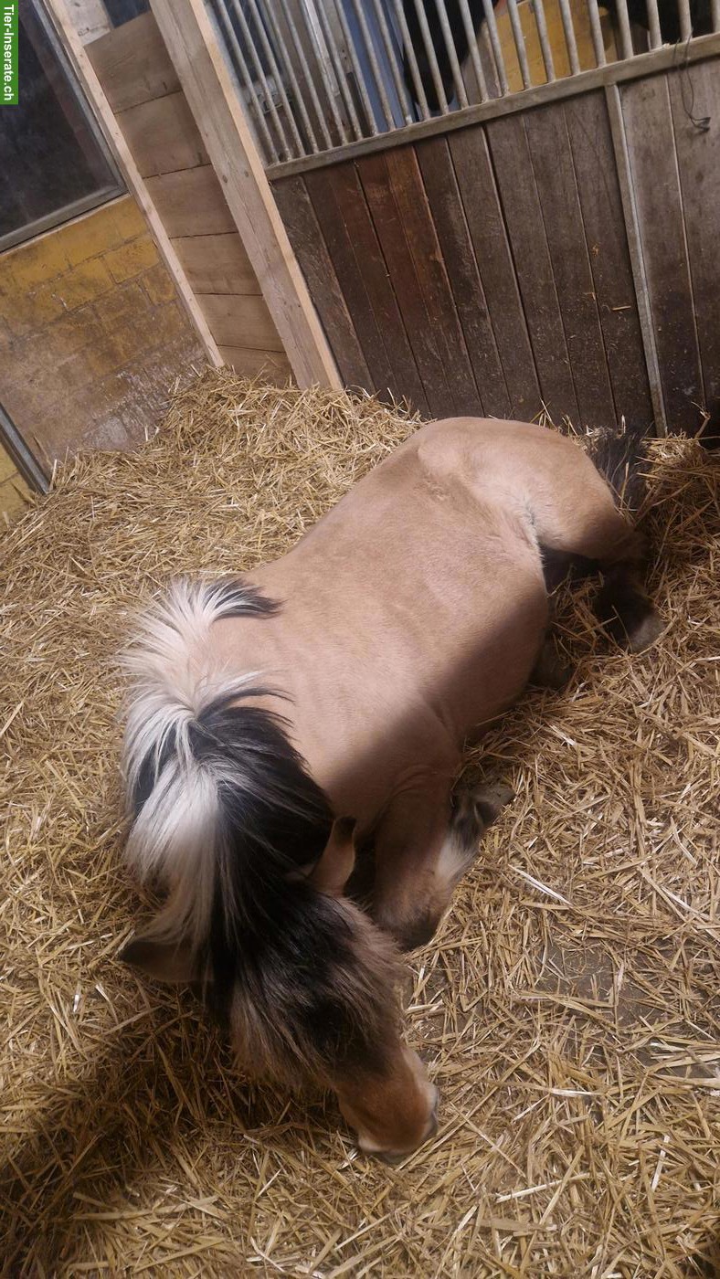 Bild 3: Fjordpferd-Wallach zu verkaufen oder ans Futter