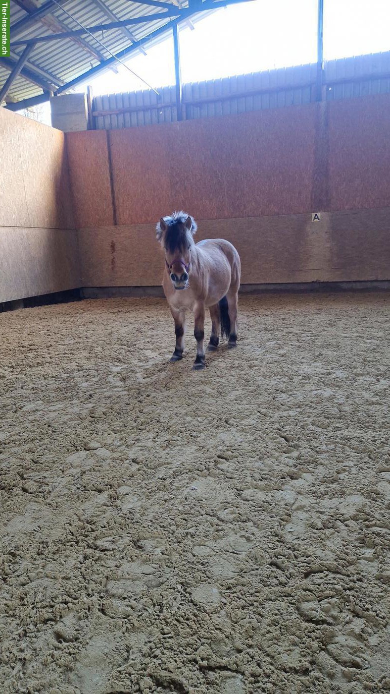 Bild 4: Fjordpferd-Wallach zu verkaufen oder ans Futter