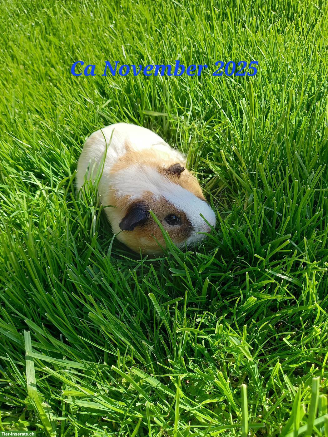 Meerschweinchen Männchen, kastriert