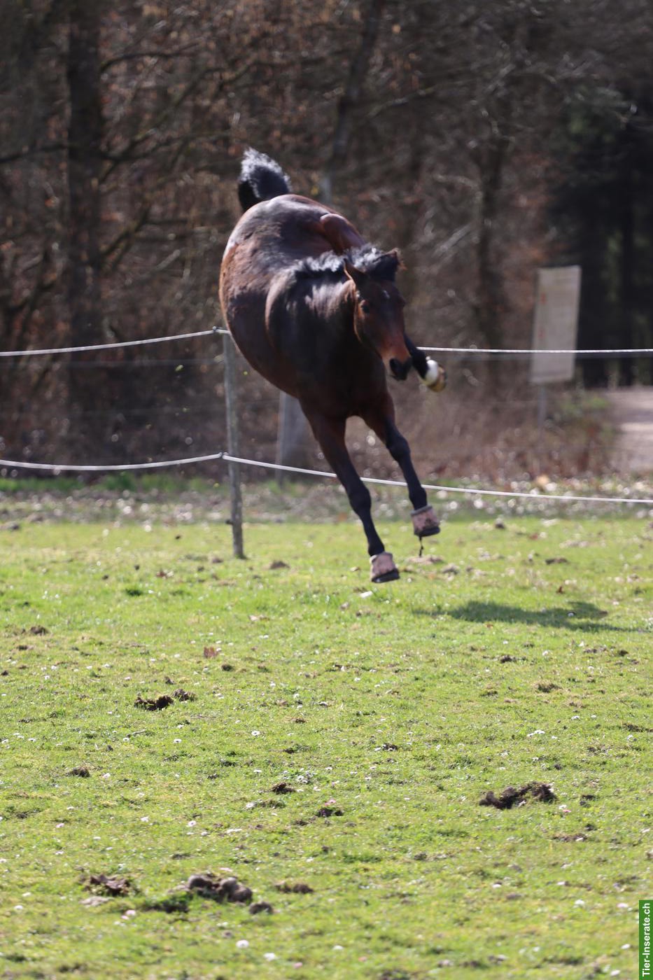 Bild 2: Reitbeteiligung für Wallach Zoran 🦄 in Kappel SO