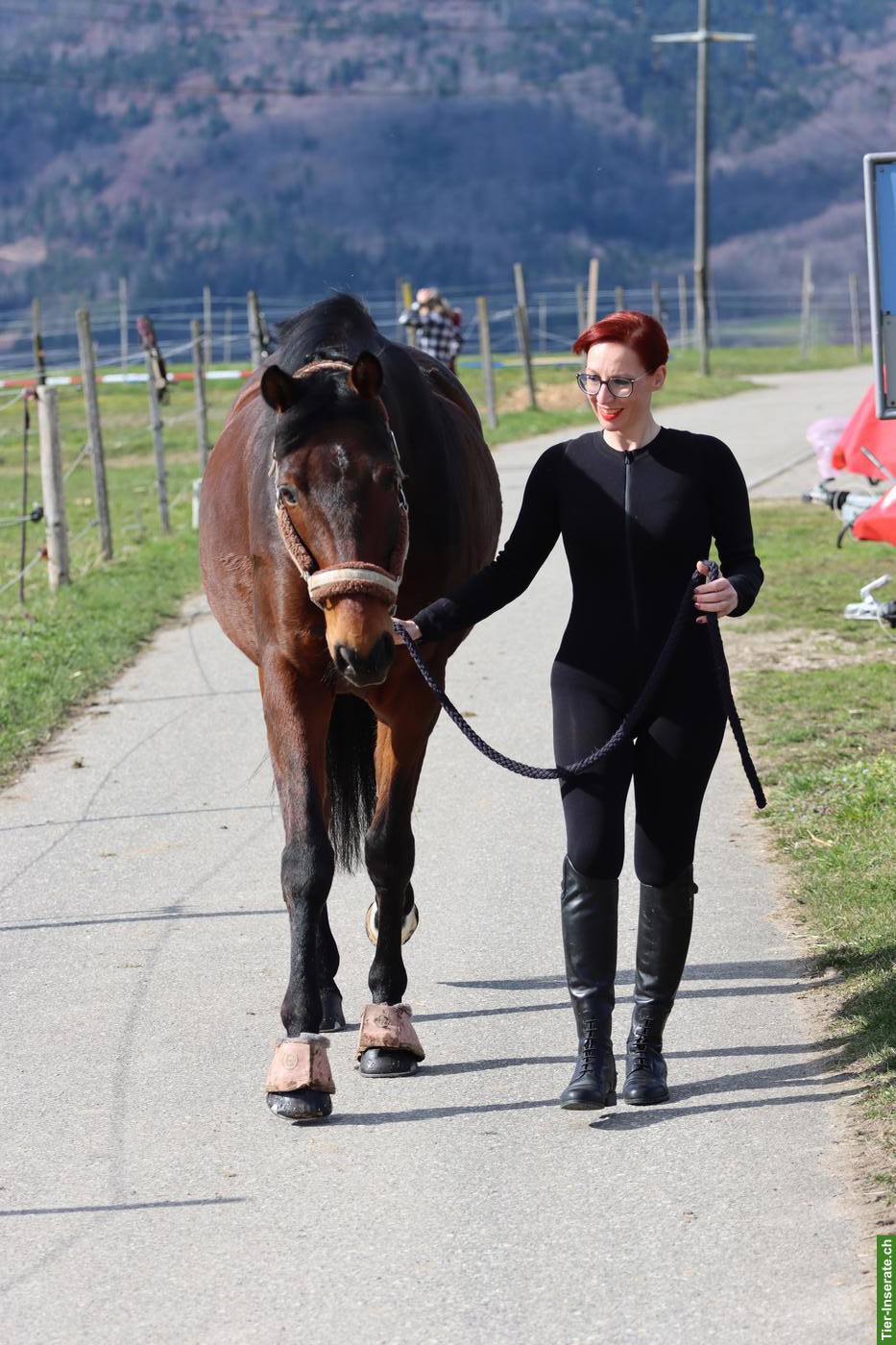 Bild 3: Reitbeteiligung für Wallach Zoran 🦄 in Kappel SO