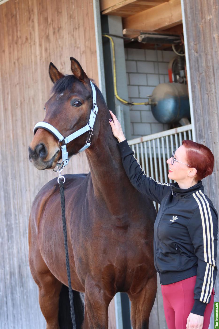 Bild 4: Reitbeteiligung für Wallach Zoran 🦄 in Kappel SO
