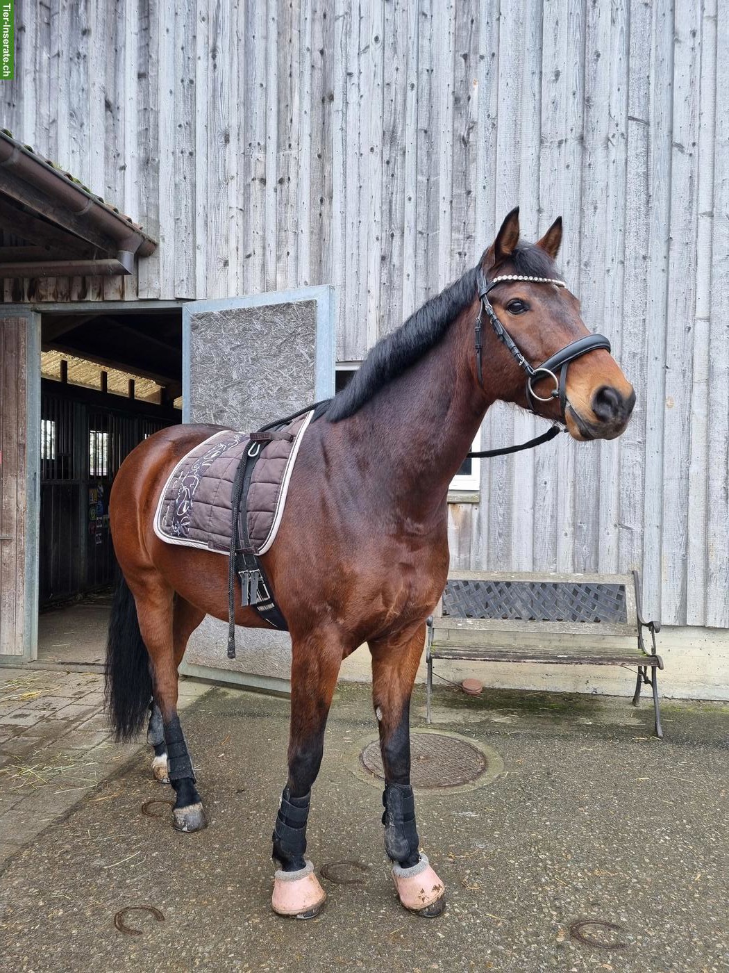 Bild 5: Reitbeteiligung für Wallach Zoran 🦄 in Kappel SO