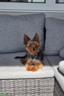 Mini Yorkshire Terrier Rüde Coco