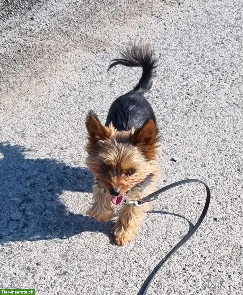Bild 2: Mini Yorkshire Terrier Rüde Coco