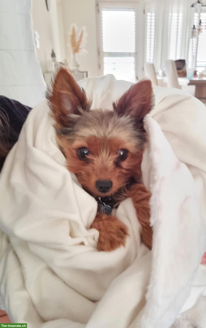 Bild 3: Mini Yorkshire Terrier Rüde Coco