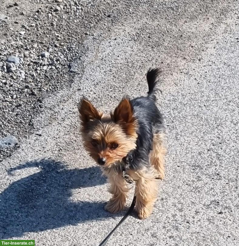 Bild 4: Mini Yorkshire Terrier Rüde Coco