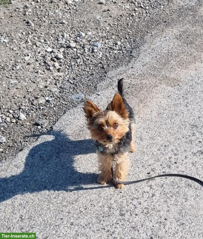 Bild 5: Mini Yorkshire Terrier Rüde Coco