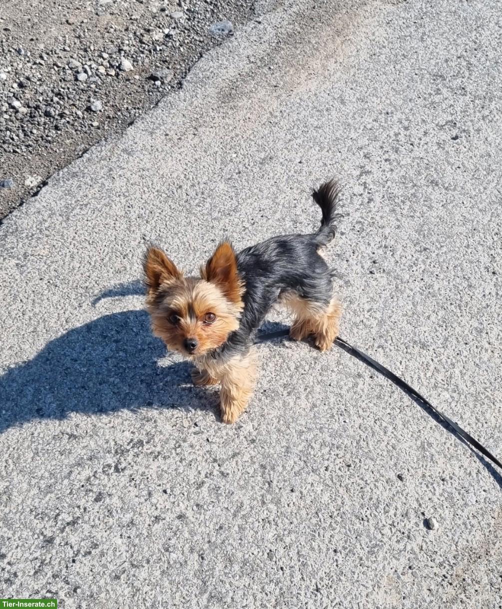 Bild 6: Mini Yorkshire Terrier Rüde Coco