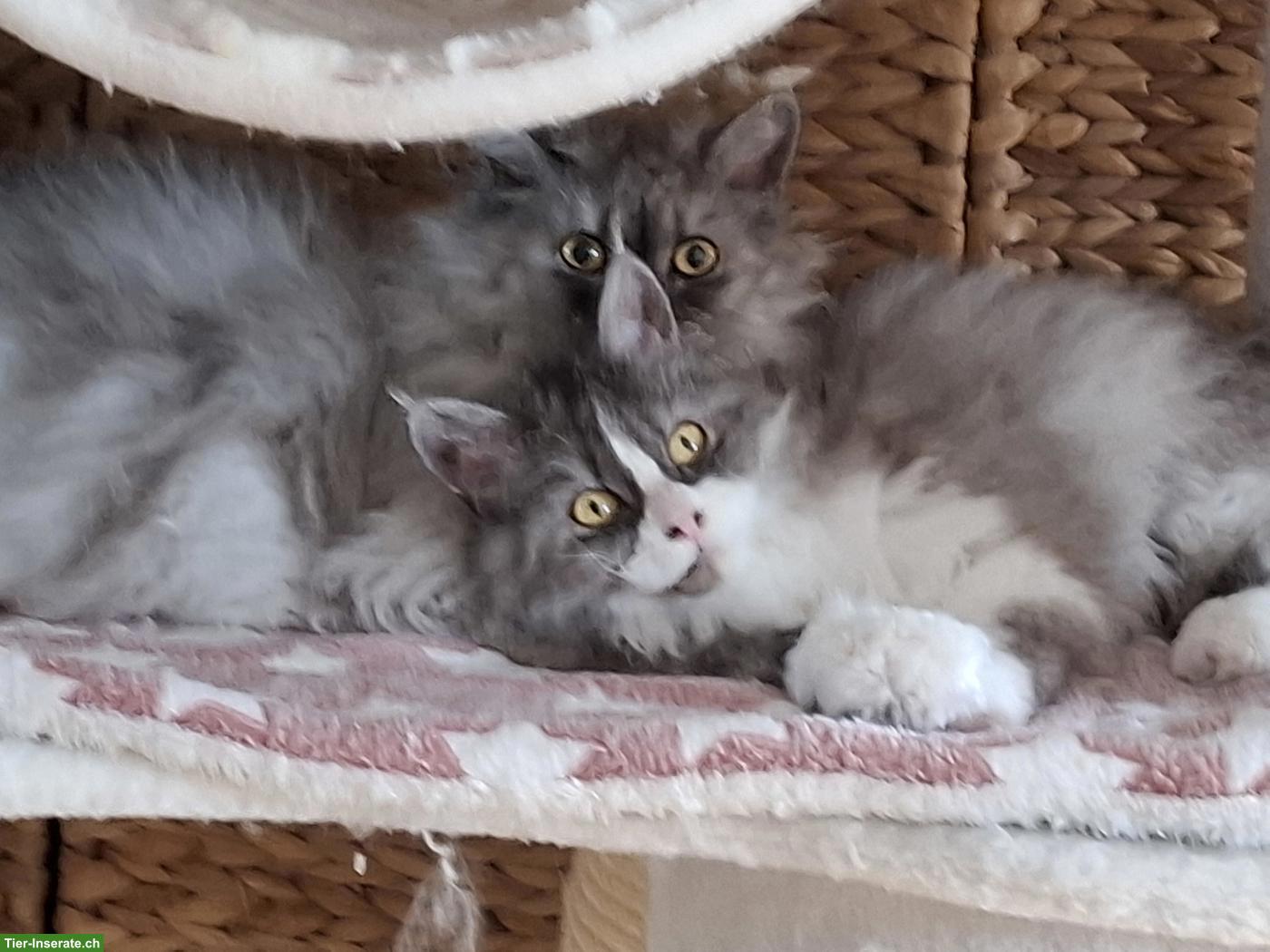 Perser x Selkirk Rex Katzen