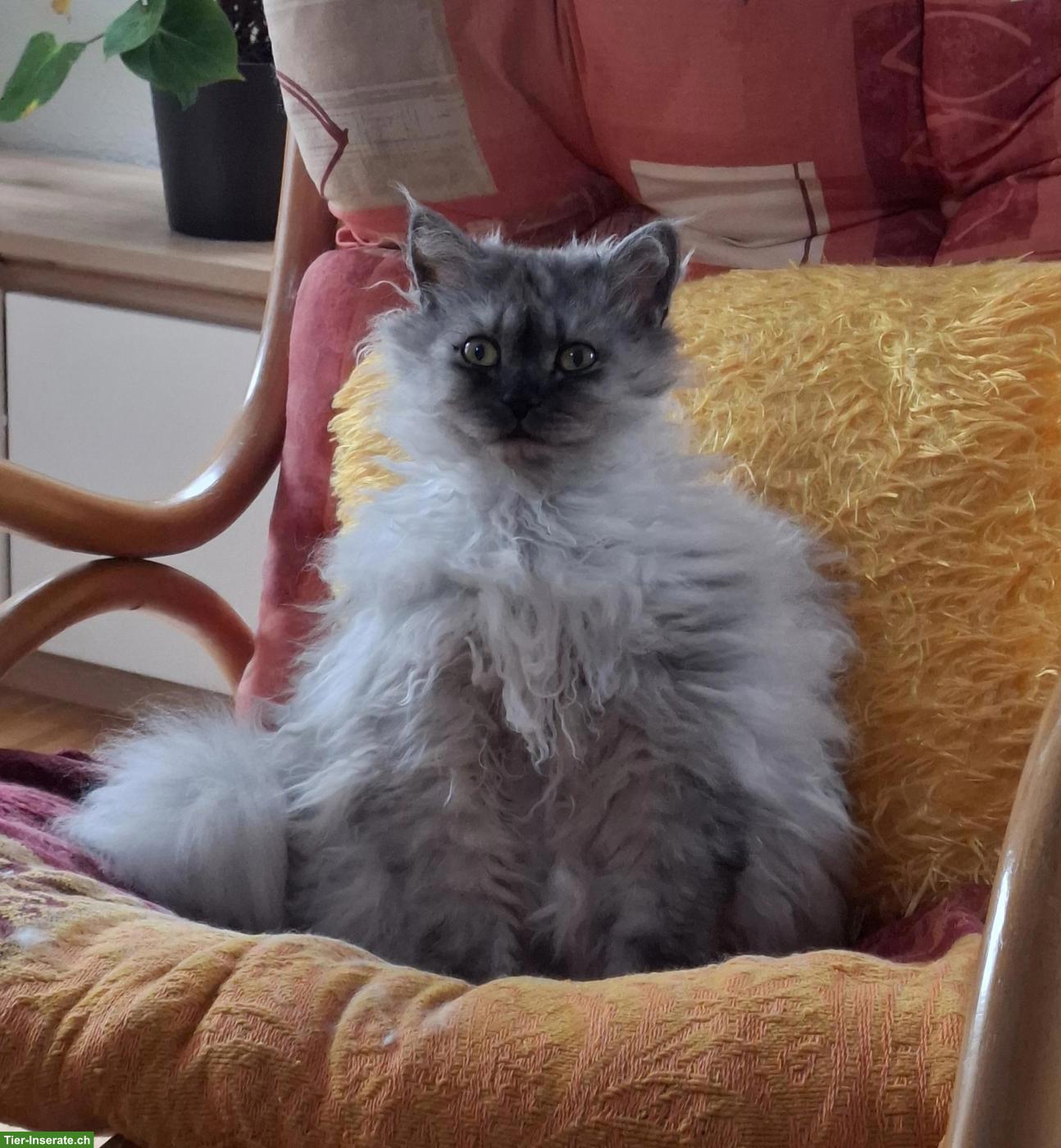 Bild 3: Perser x Selkirk Rex Katzen