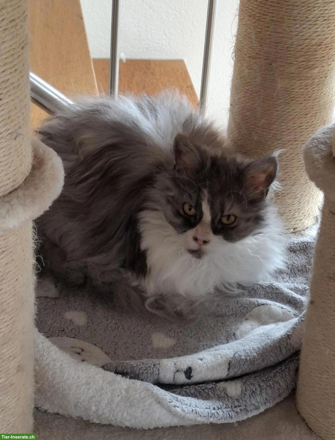 Bild 4: Perser x Selkirk Rex Katzen