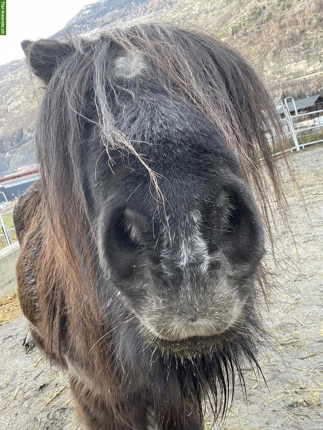 2 Shetlandpony Wallache abzugeben