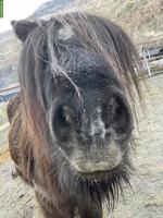 2 Shetlandpony Wallache abzugeben