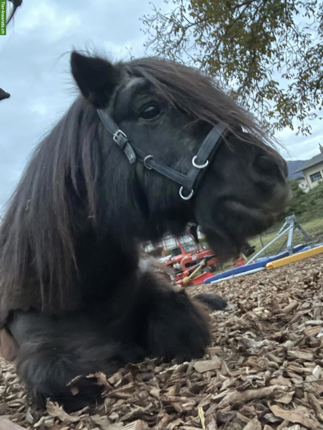Bild 2: 2 Shetlandpony Wallache abzugeben