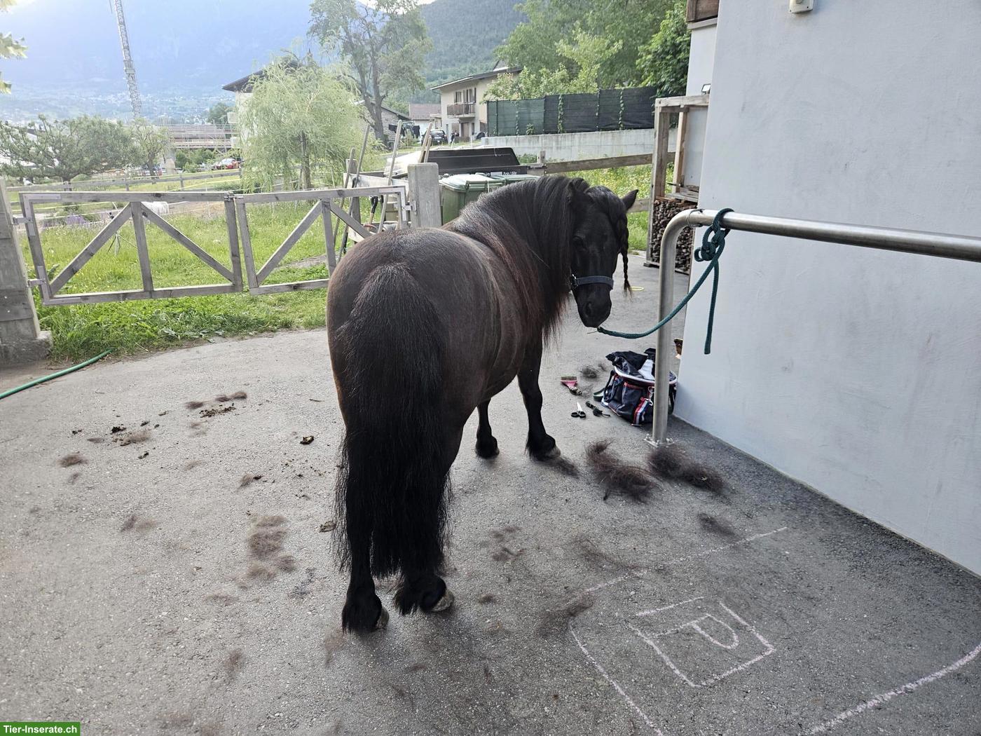 Bild 3: 2 Shetlandpony Wallache abzugeben