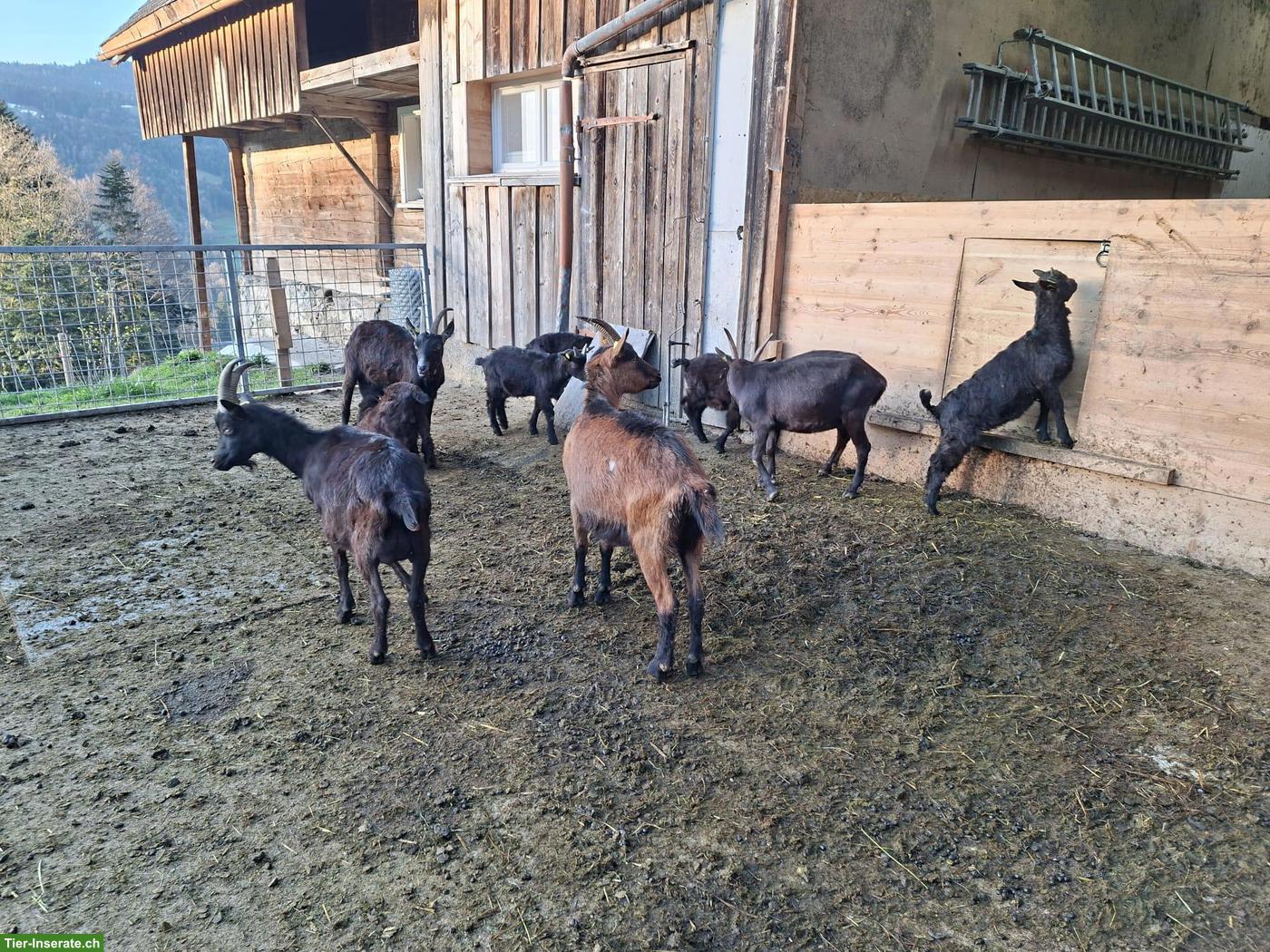 Ziegen zu verkaufen, ganze Herde oder einzeln