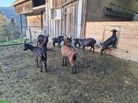 Ziegen zu verkaufen, ganze Herde oder einzeln