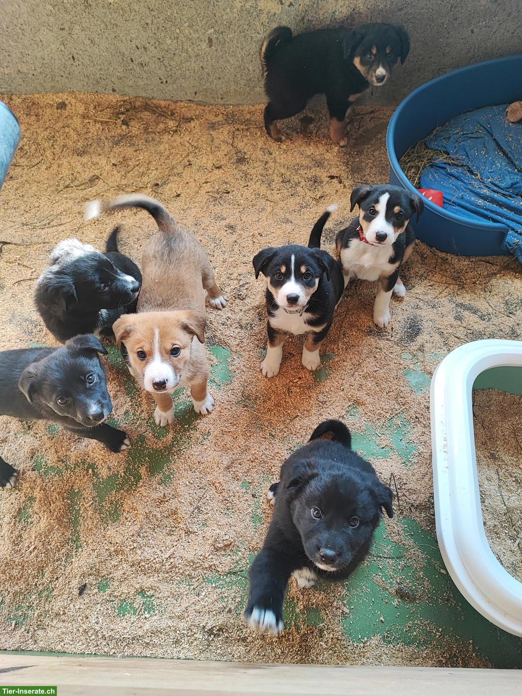 Appenzeller x Border Collie Mischlingswelpen
