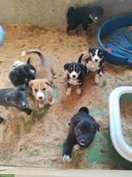 Appenzeller x Border Collie Mischlingswelpen