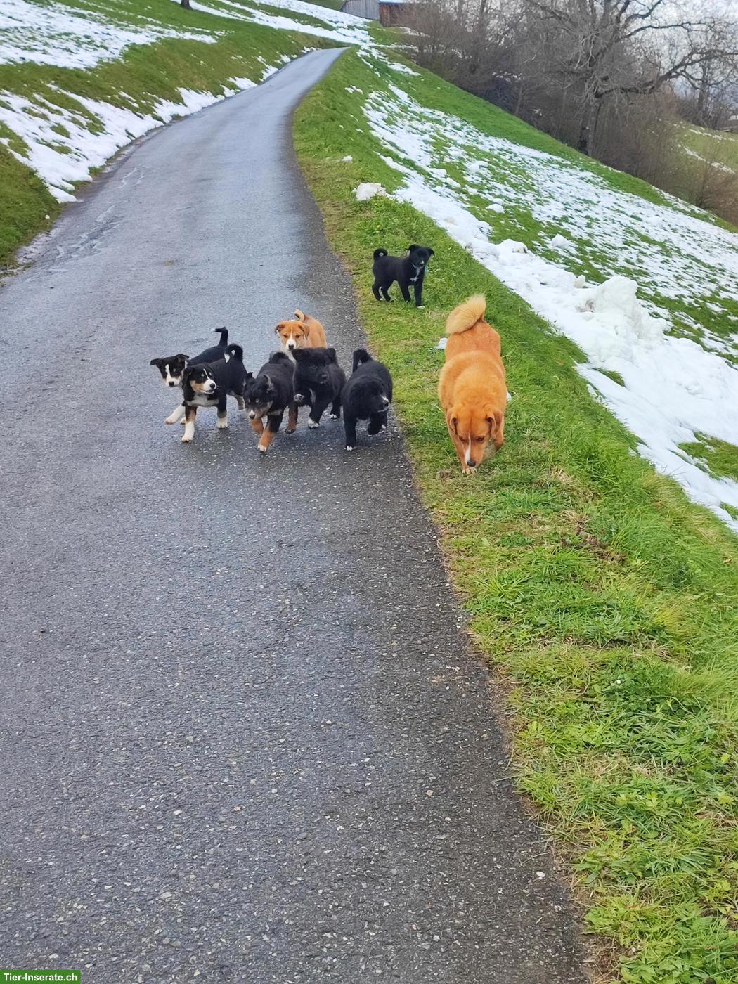 Bild 2: Appenzeller x Border Collie Mischlingswelpen