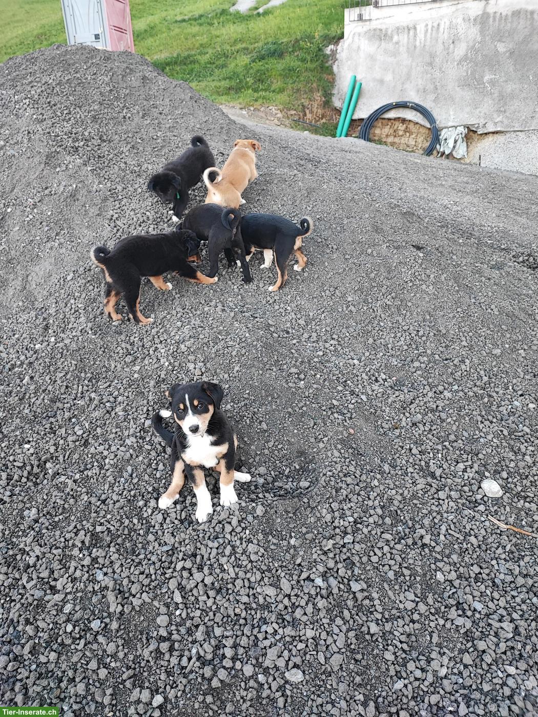 Bild 3: Appenzeller x Border Collie Mischlingswelpen