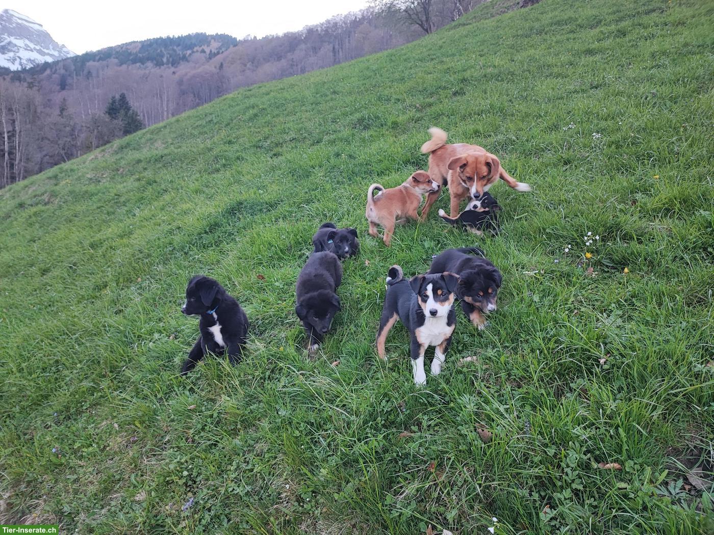 Bild 4: Appenzeller x Border Collie Mischlingswelpen
