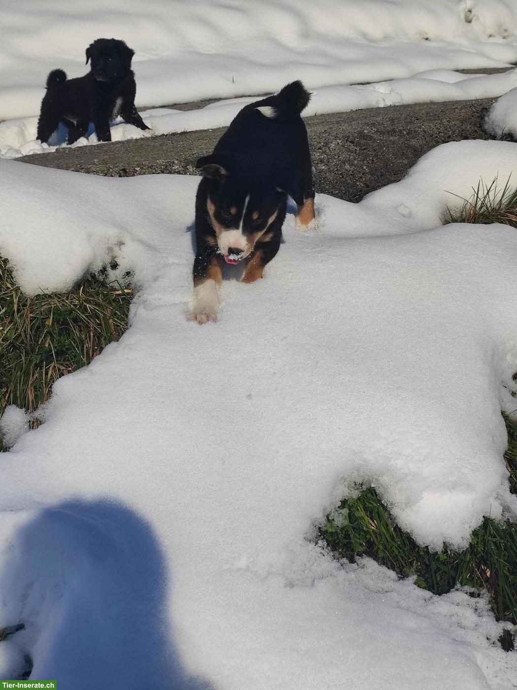 Bild 5: Appenzeller x Border Collie Mischlingswelpen