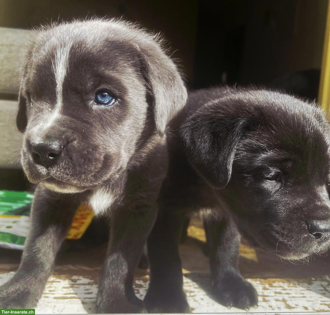 Cane Corso Welpen suchen ein liebes Zuhause