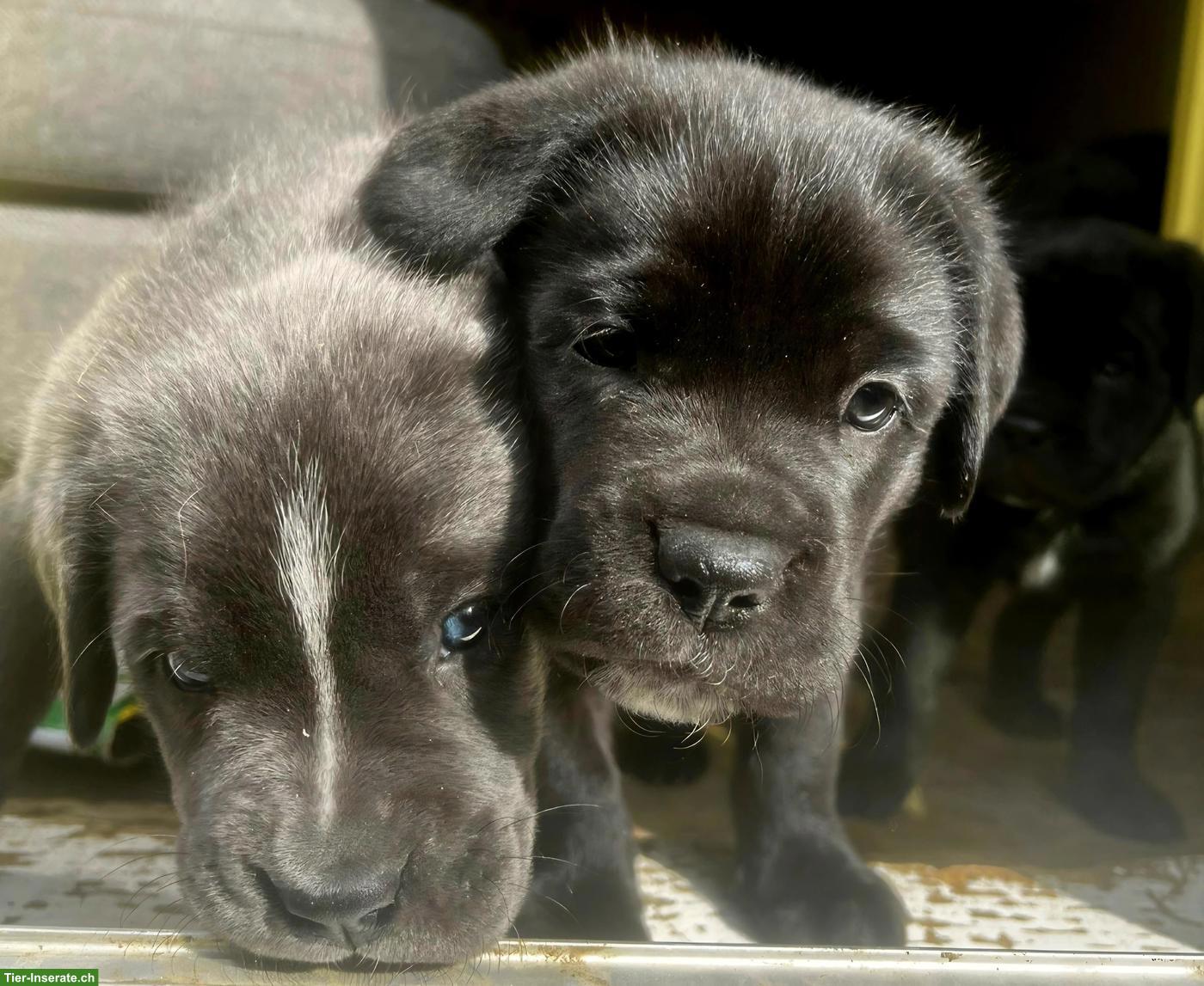 Bild 2: Cane Corso Welpen suchen ein liebes Zuhause