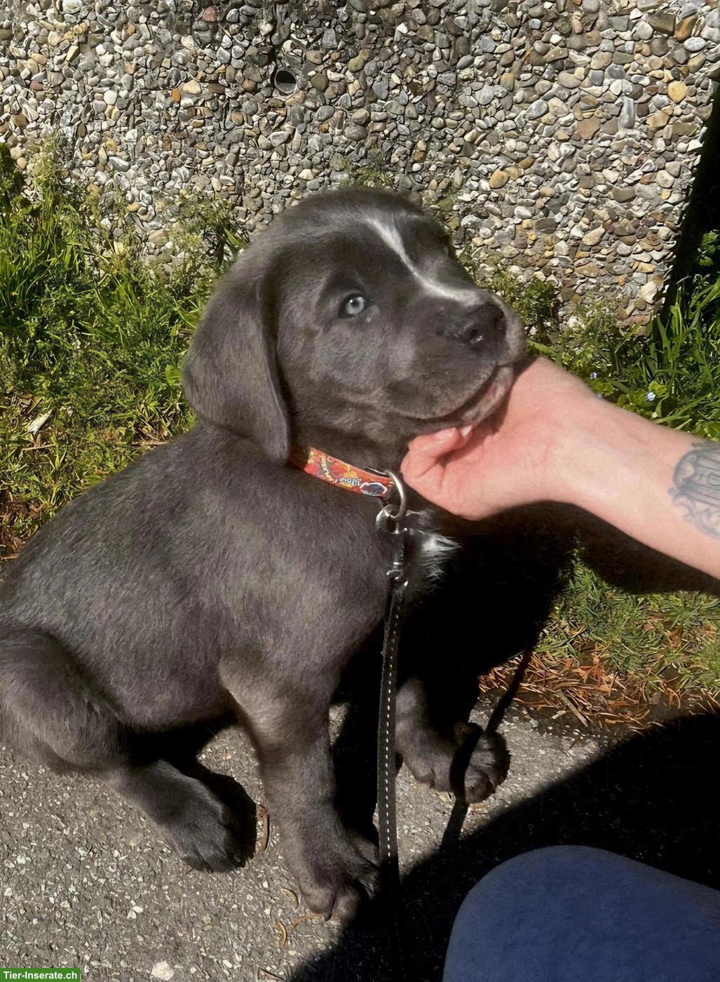 Bild 3: Cane Corso Welpen suchen ein liebes Zuhause