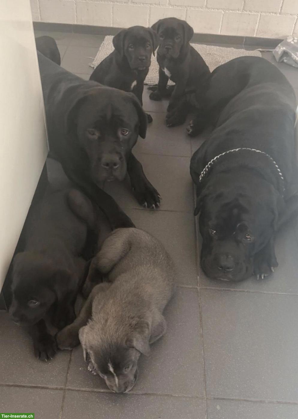 Bild 4: Cane Corso Welpen suchen ein liebes Zuhause