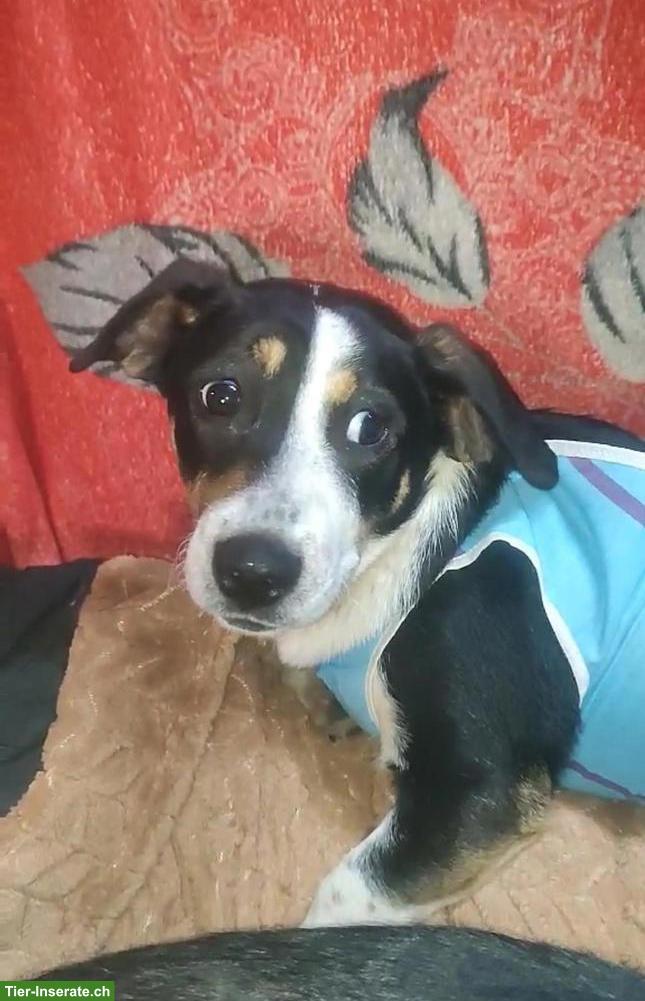 Hündin Luna sucht für immer Zuhause