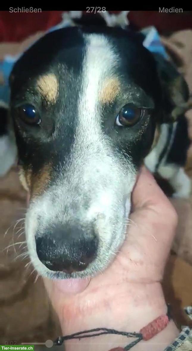 Bild 2: Hündin Luna sucht für immer Zuhause