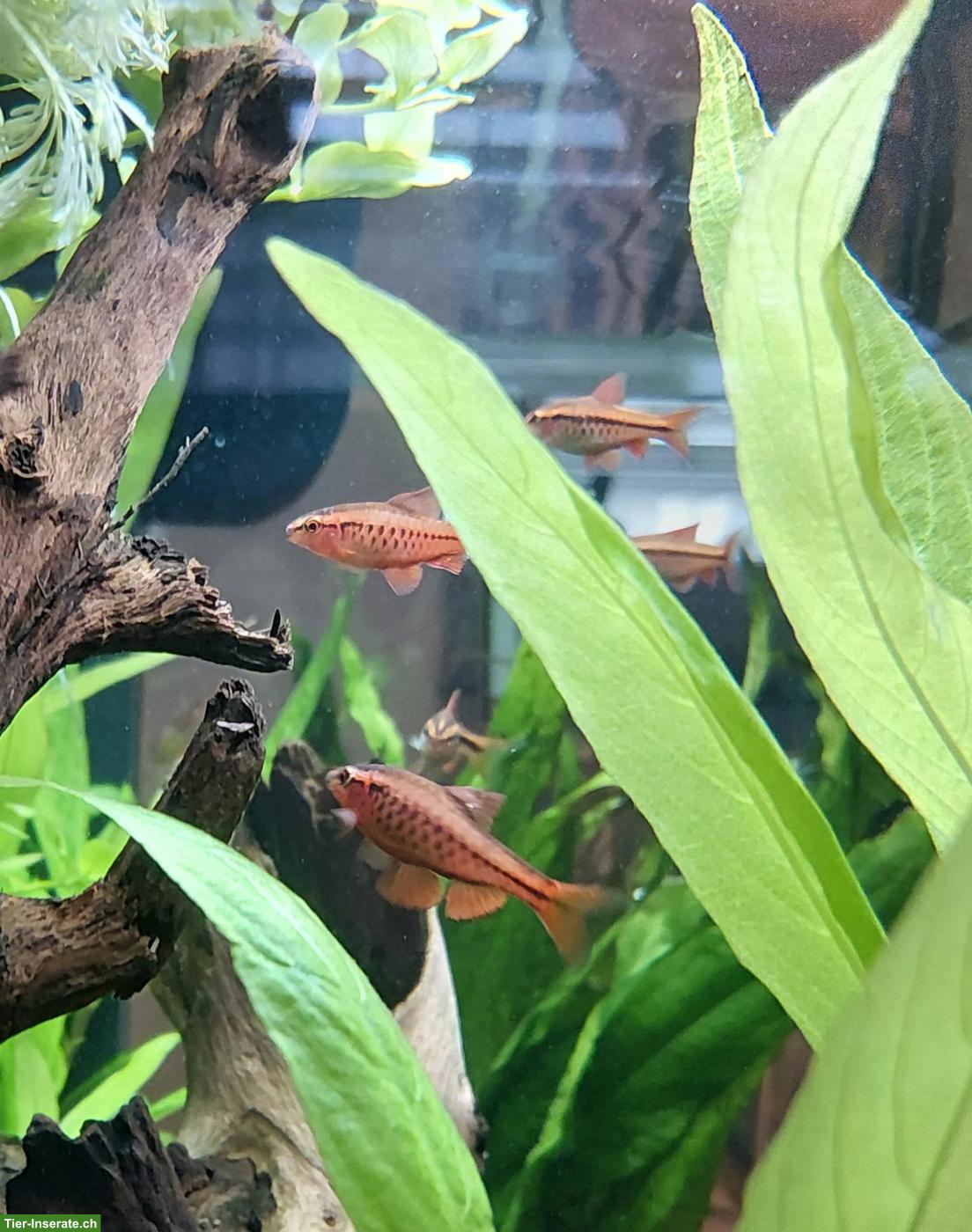 Bitterlingsbarben zu verkaufen