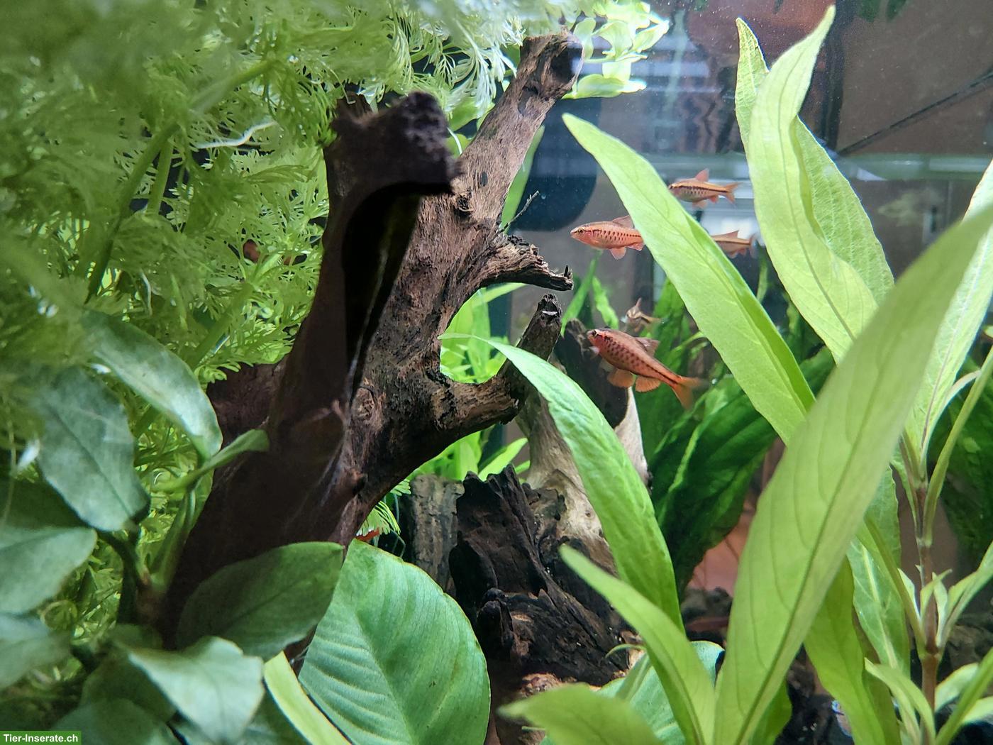 Bild 3: Bitterlingsbarben zu verkaufen