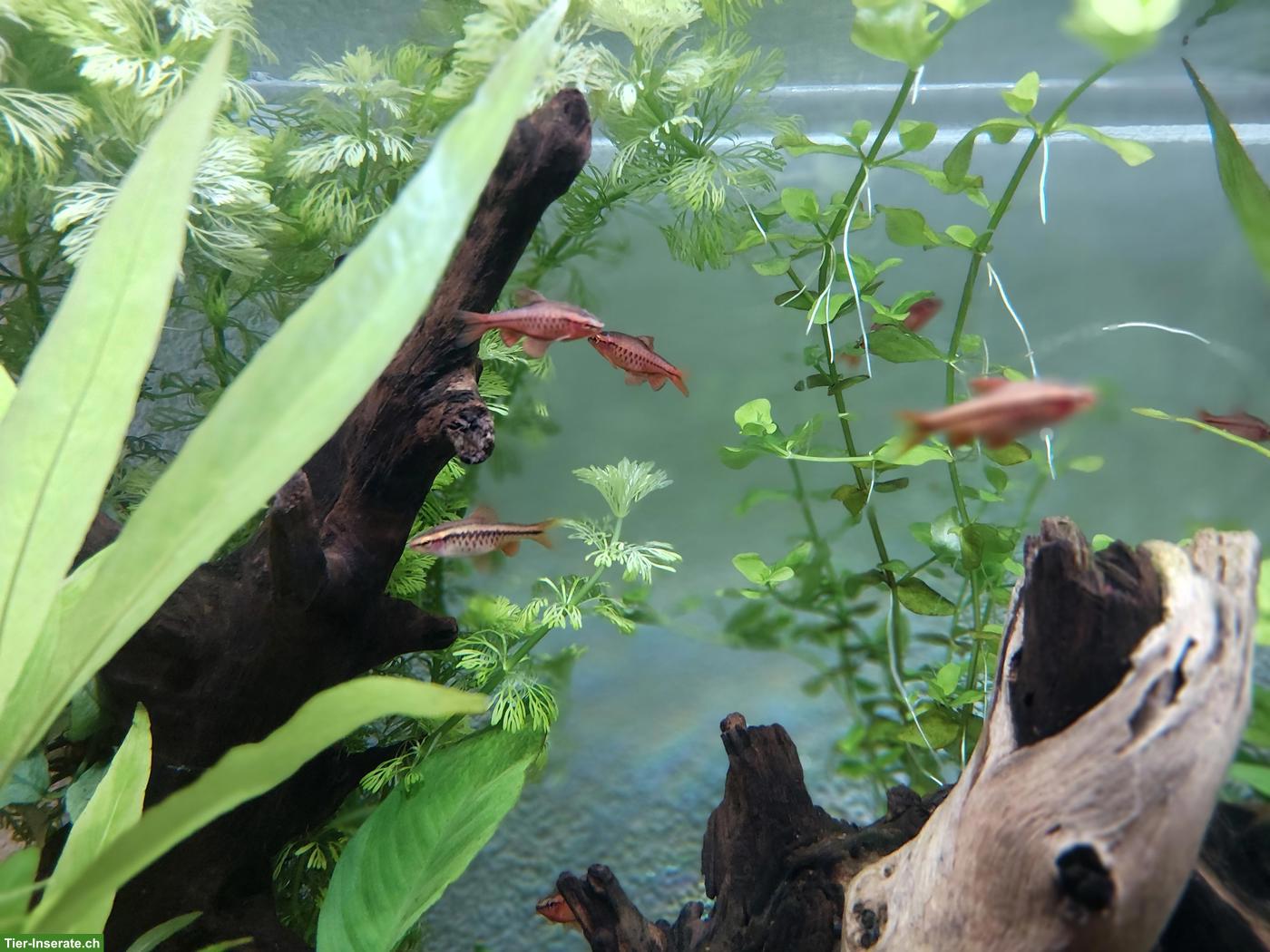 Bild 4: Bitterlingsbarben zu verkaufen