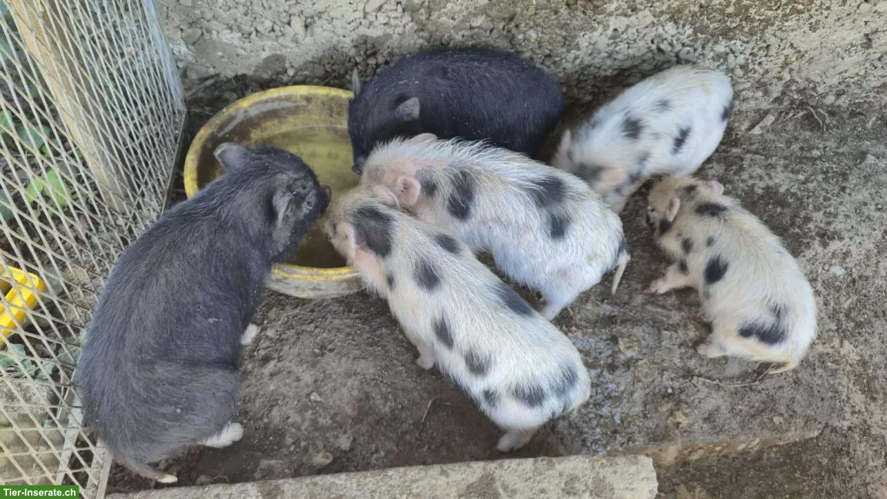 Schweinefamilie sucht dringend neues Zuhause