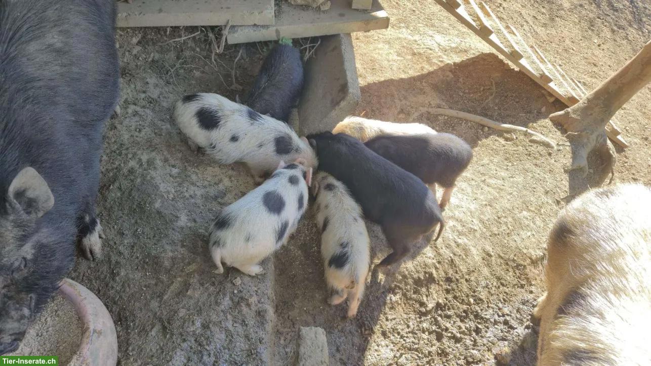 Bild 2: Schweinefamilie sucht dringend neues Zuhause