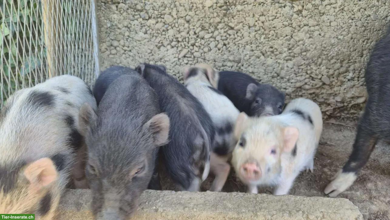 Bild 3: Schweinefamilie sucht dringend neues Zuhause