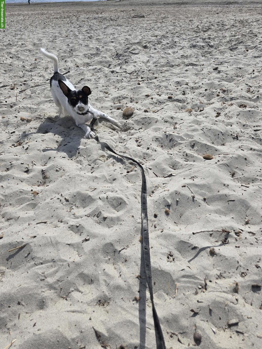 Pinscher x Jack Russell Hündin sucht tolle Familie