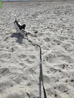 Pinscher x Jack Russell Hündin sucht tolle Familie