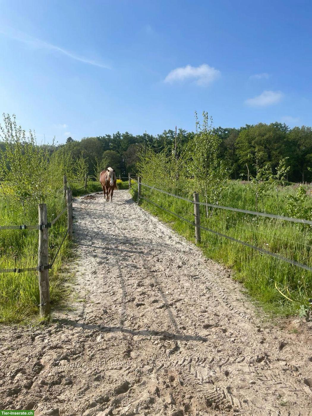 Selbstversorgerstall gesucht, Raum Volketswil, Fehraltorf, Effretikon