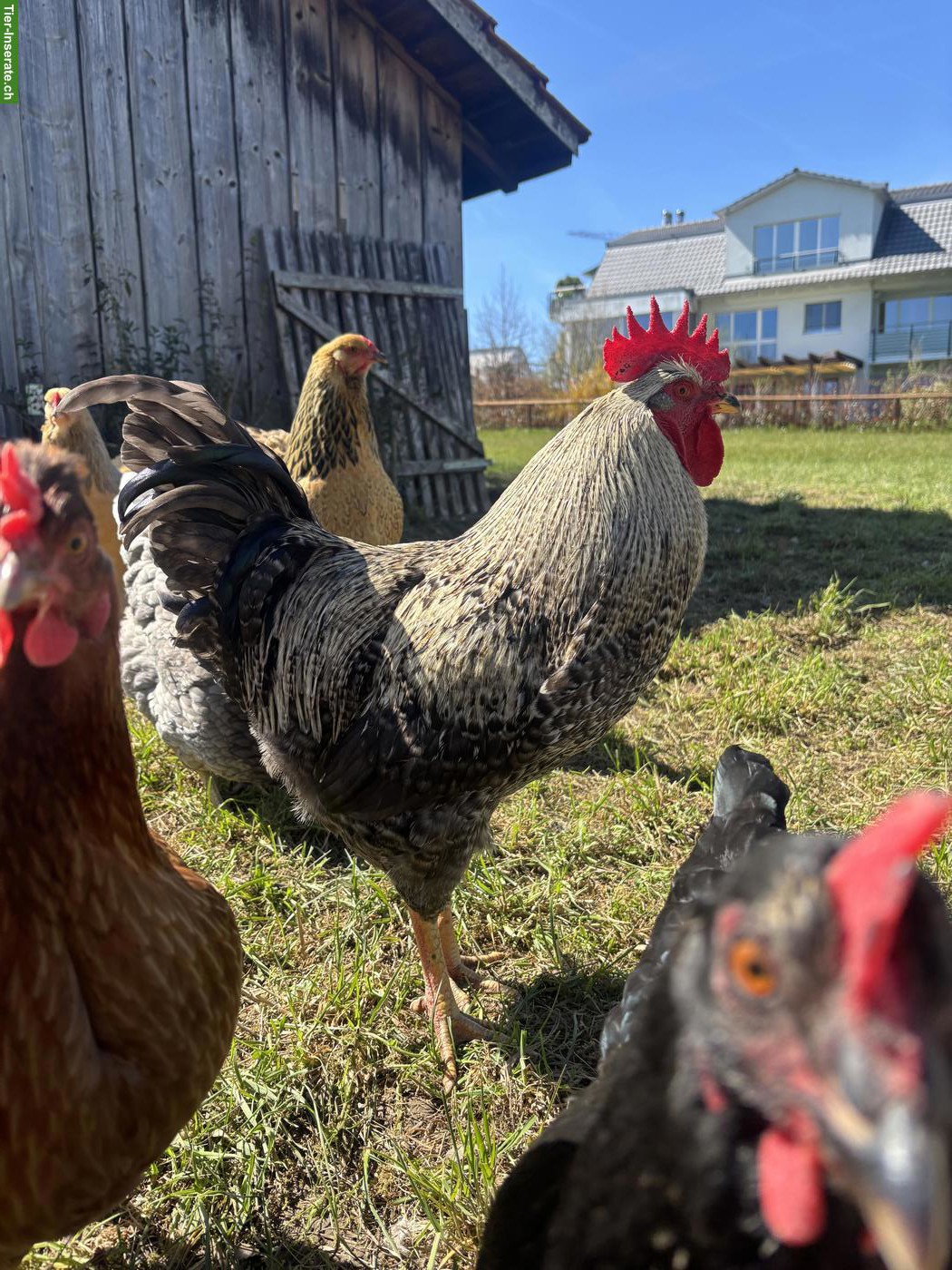Freundlicher junger Hahn abzugeben