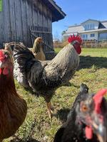 Freundlicher junger Hahn abzugeben